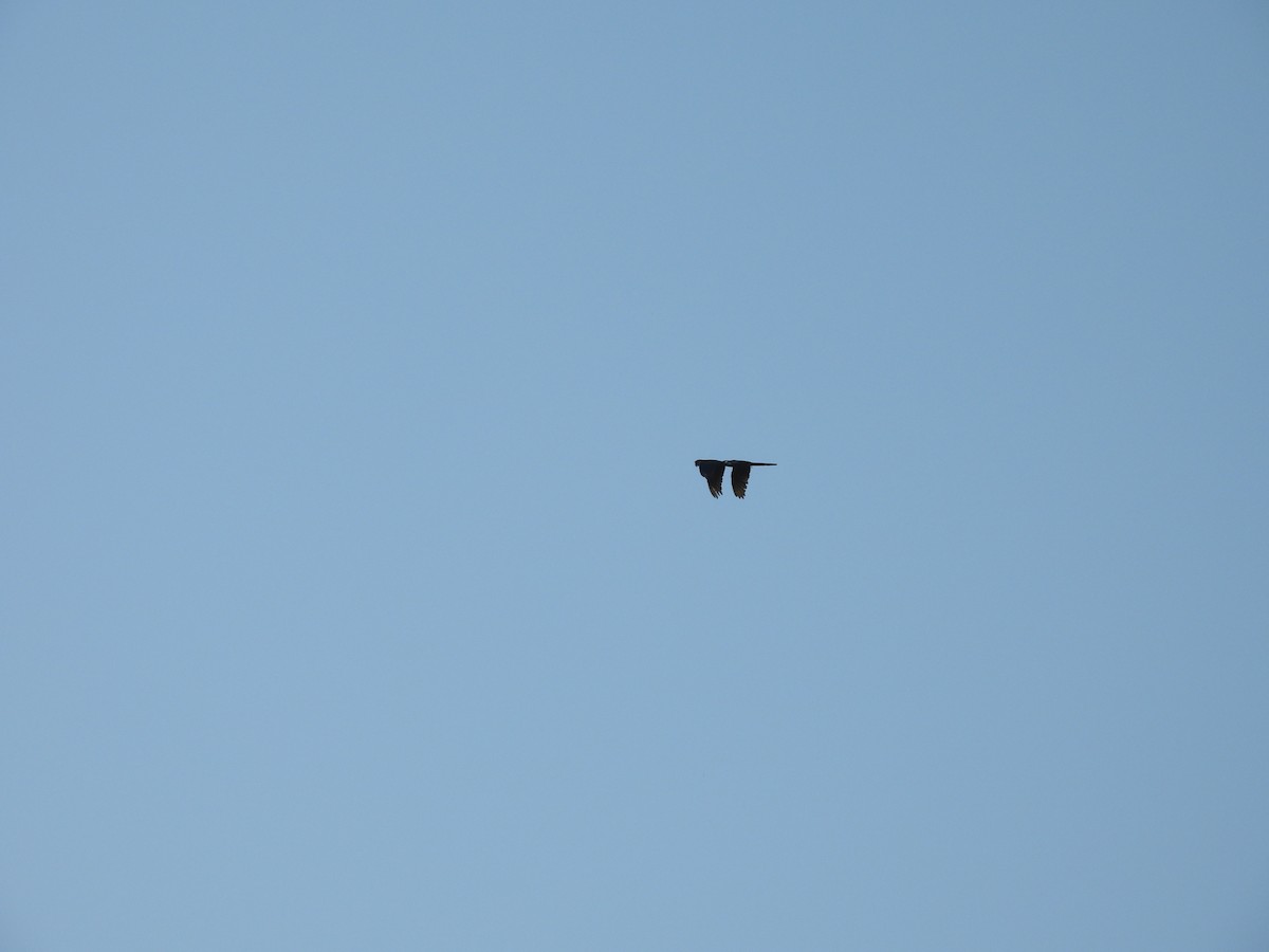 Military Macaw - ML645472642