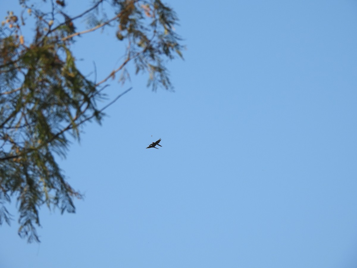 Military Macaw - ML645472643