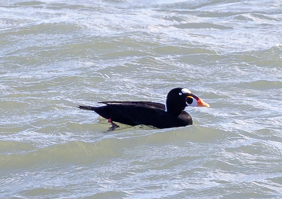 Surf Scoter - ML645472644