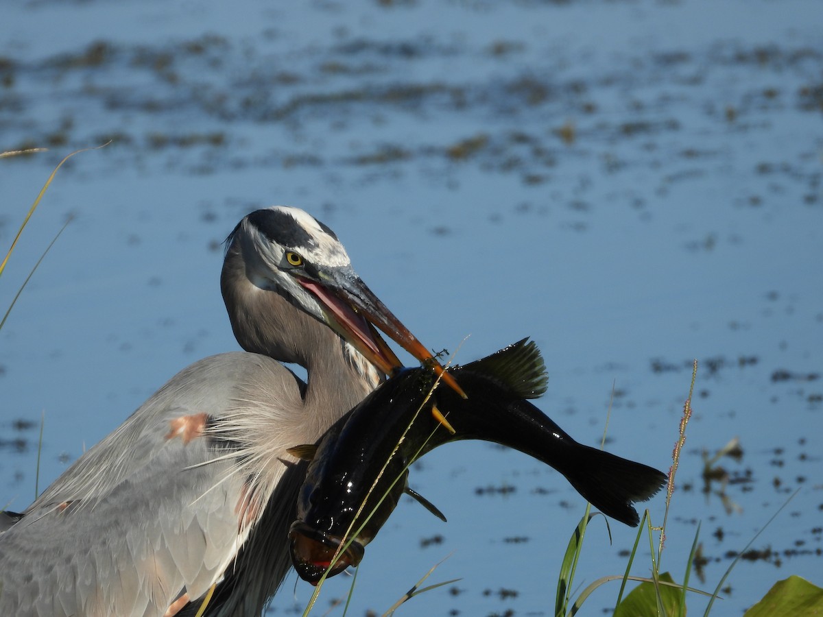 Great Blue Heron - ML645472645