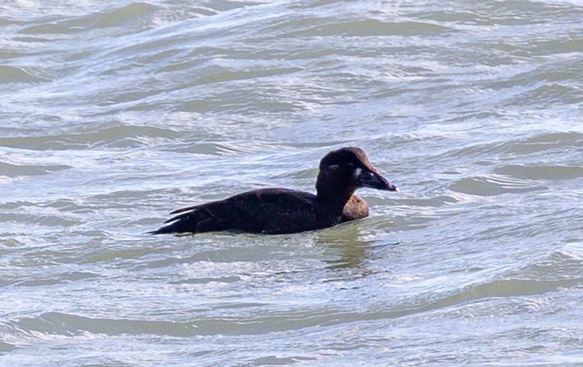 Surf Scoter - ML645472646