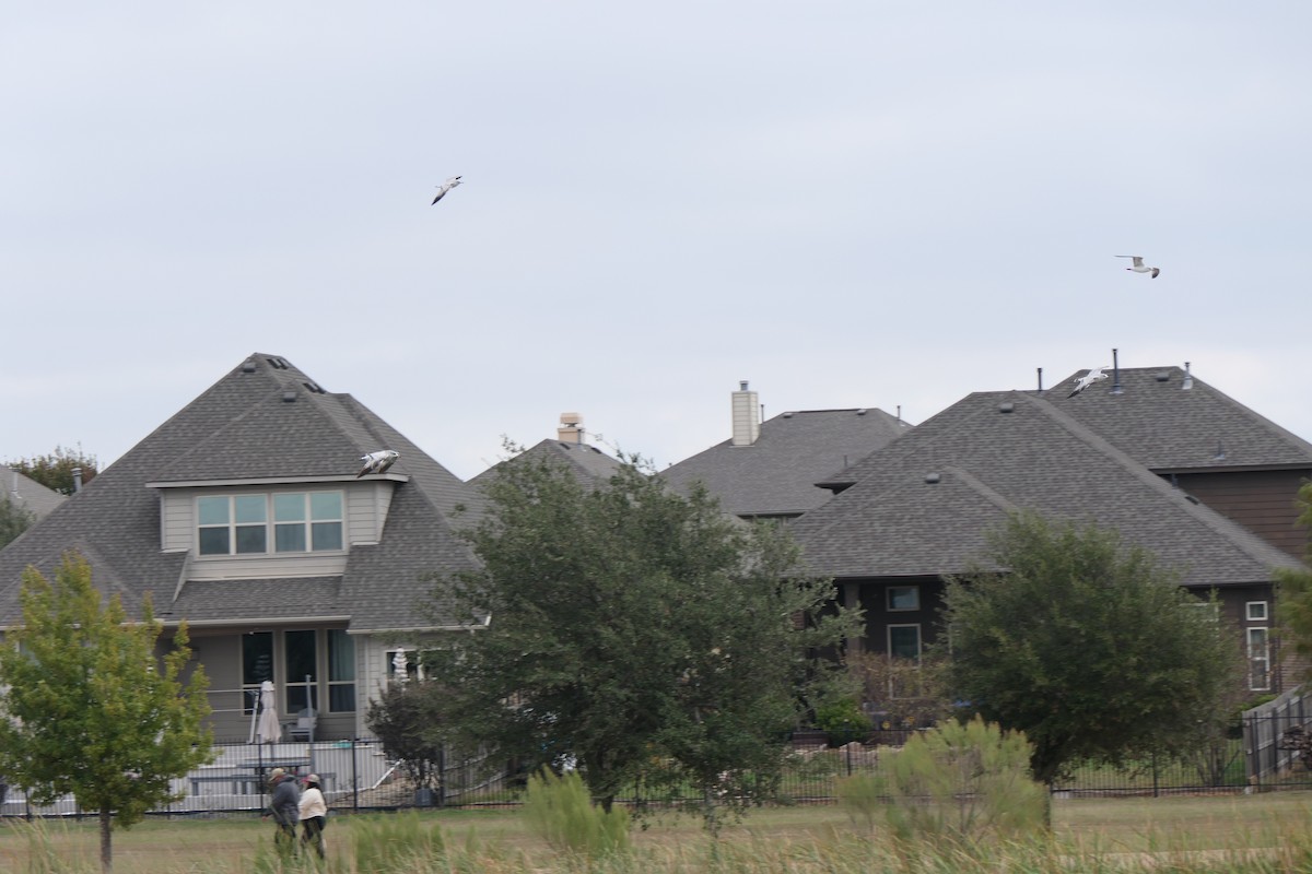 Ring-billed Gull - ML645472647