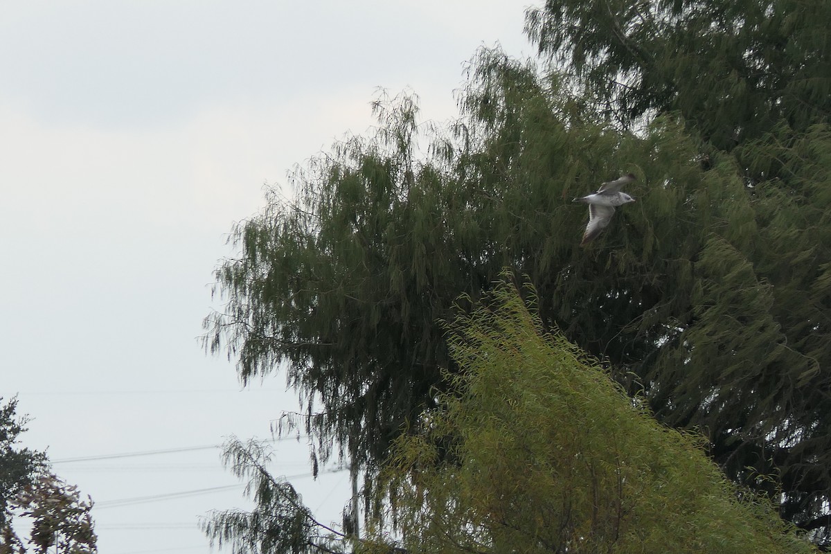 Ring-billed Gull - ML645472650