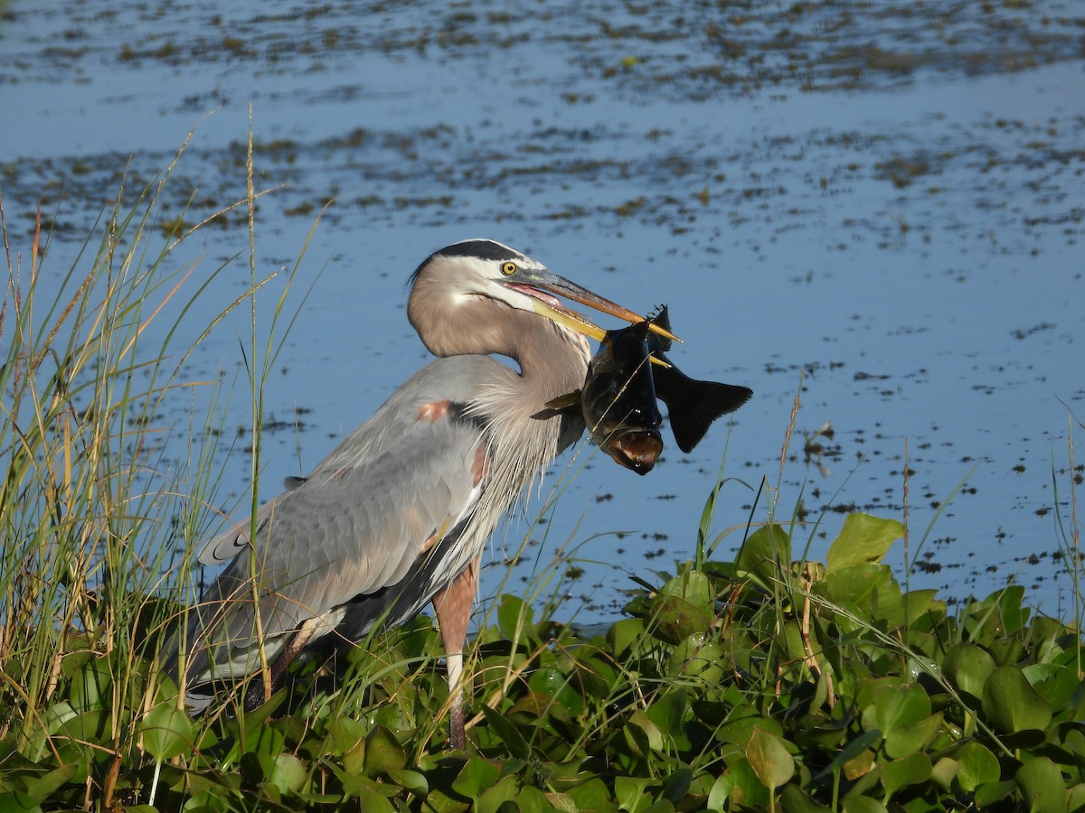 Great Blue Heron - ML645472651