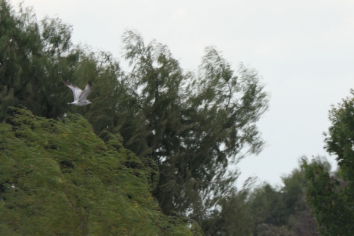 Ring-billed Gull - ML645472652