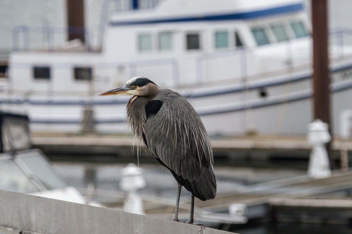 Great Blue Heron - ML645472653