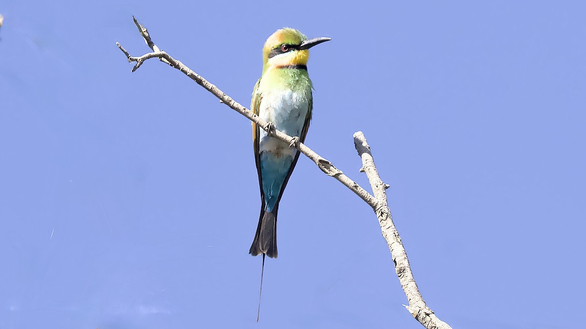 Rainbow Bee-eater - ML645472655