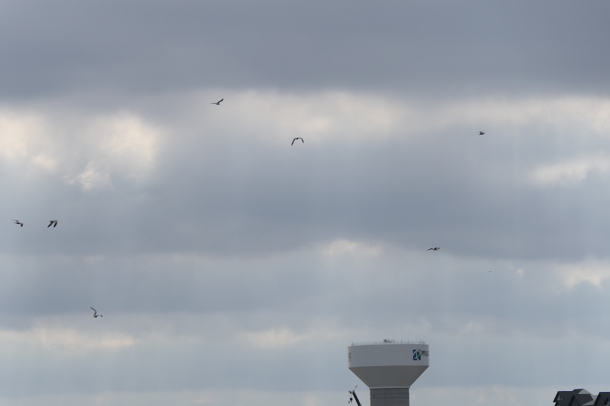 Ring-billed Gull - ML645472656