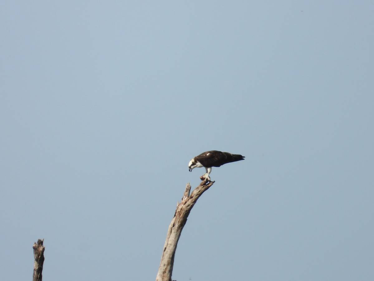 Osprey - ML645472657