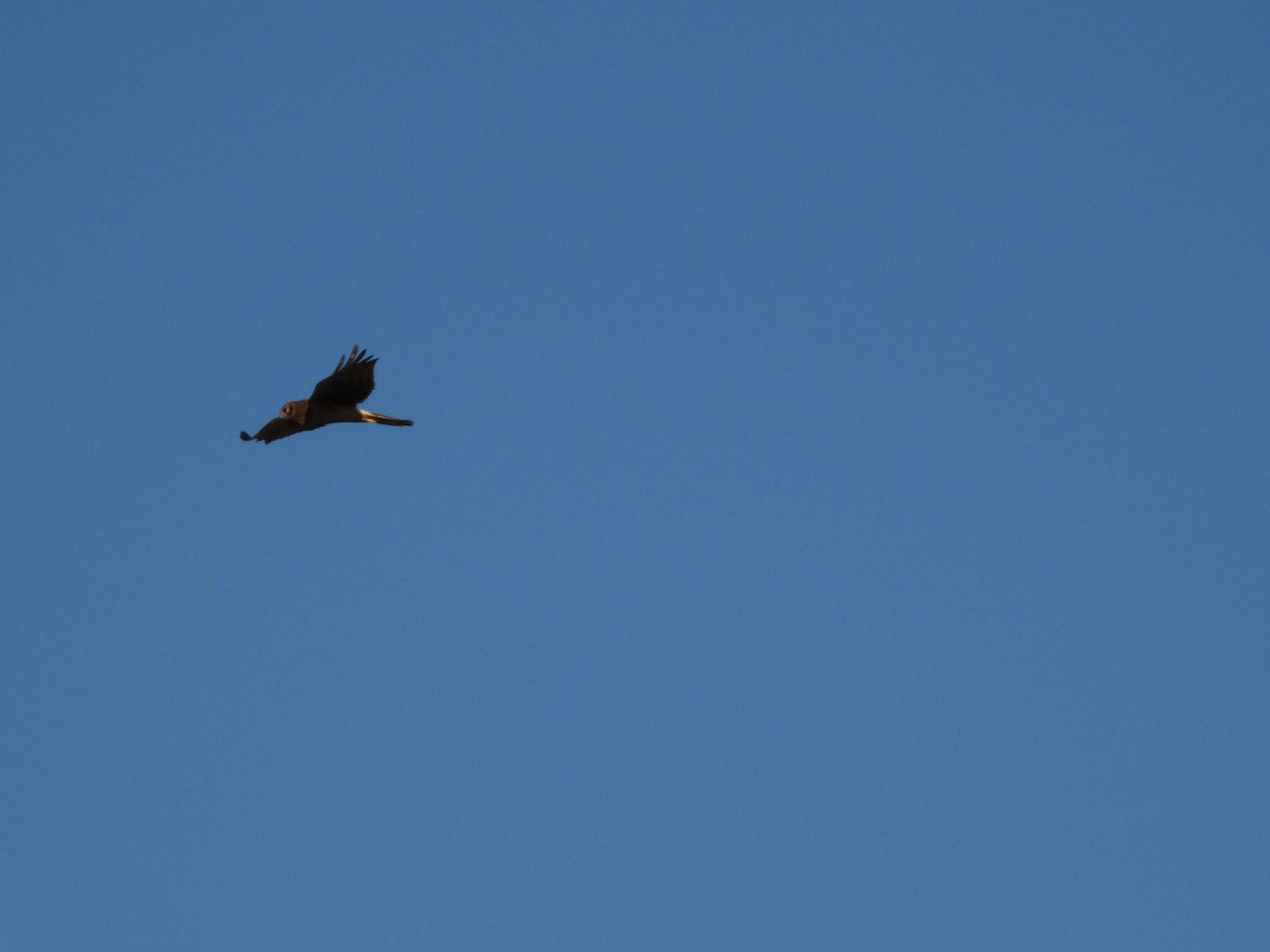 Northern Harrier - ML645472664