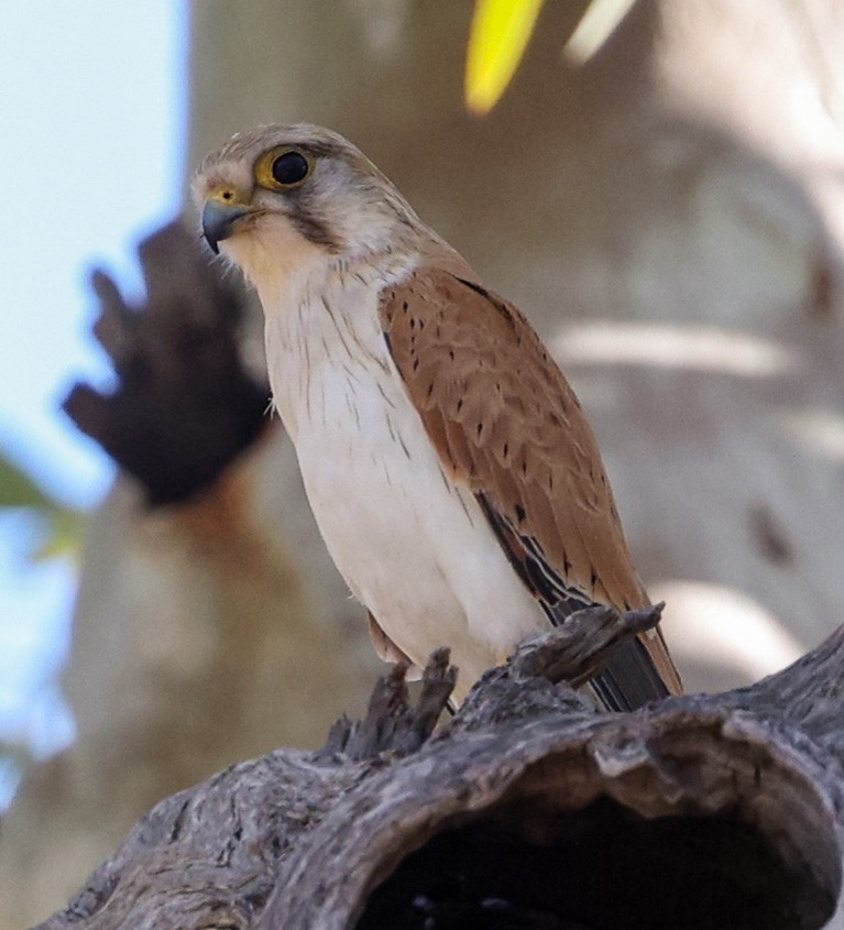 Nankeen Kestrel - ML645472665