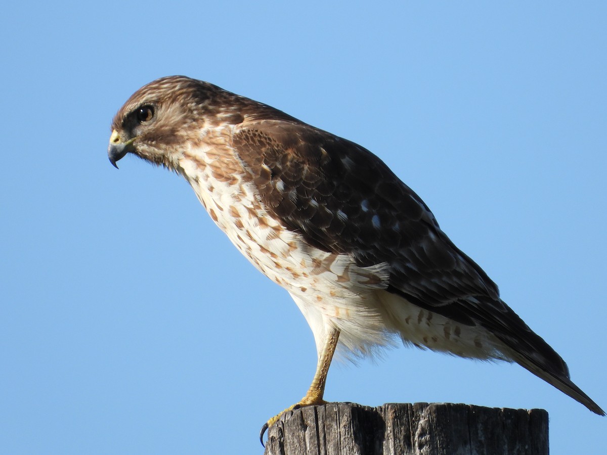 Red-shouldered Hawk - ML645472666