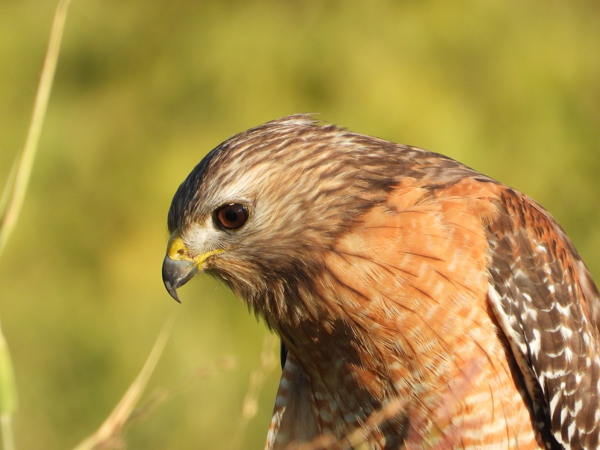 Red-shouldered Hawk - ML645472668