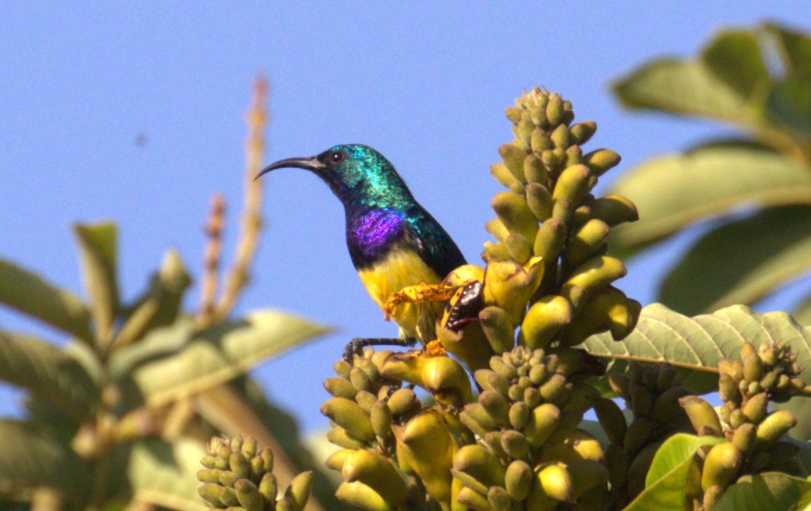 Variable Sunbird - ML645472669