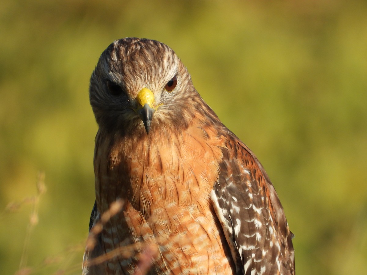 Red-shouldered Hawk - ML645472670