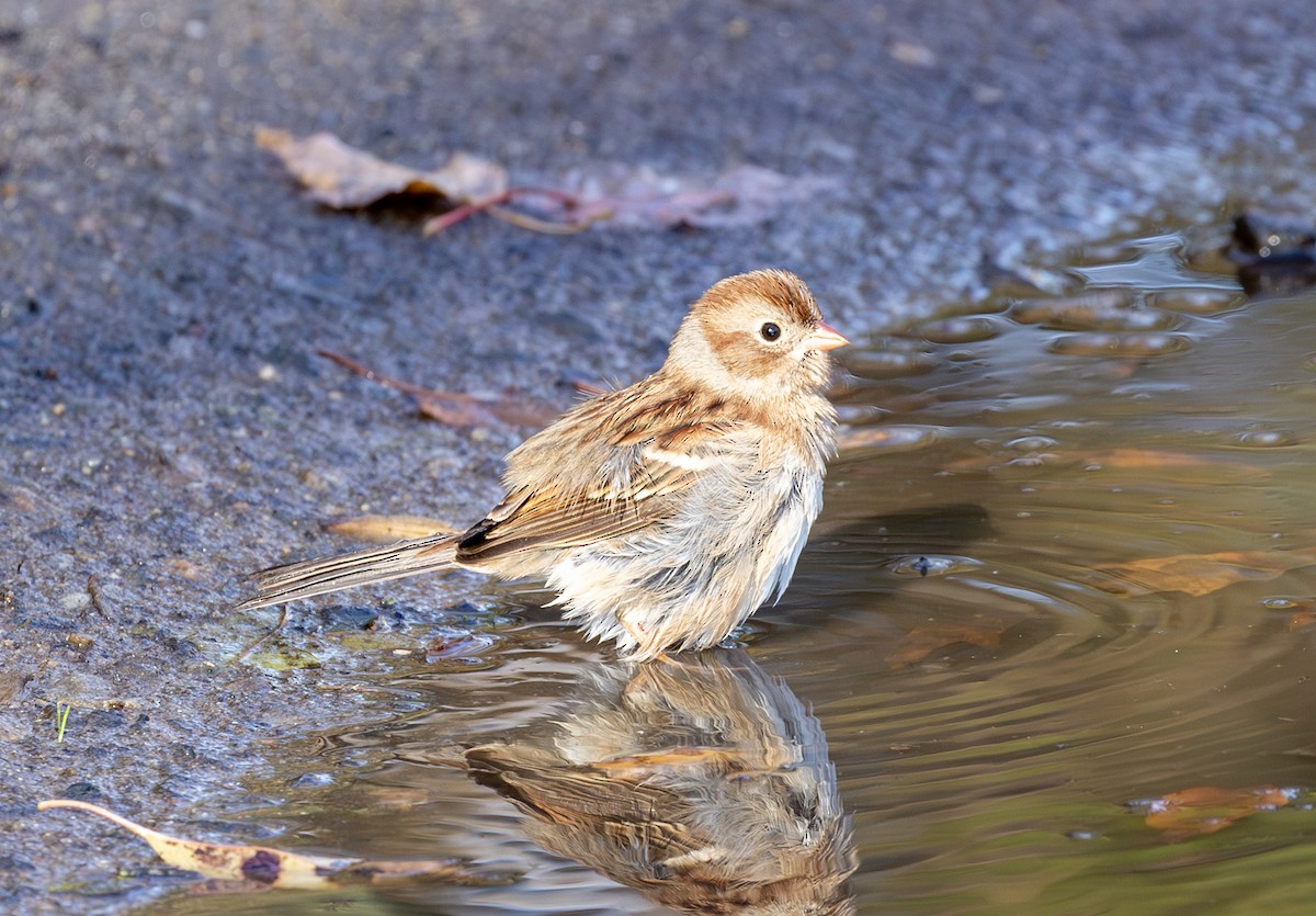 Field Sparrow - ML645472671