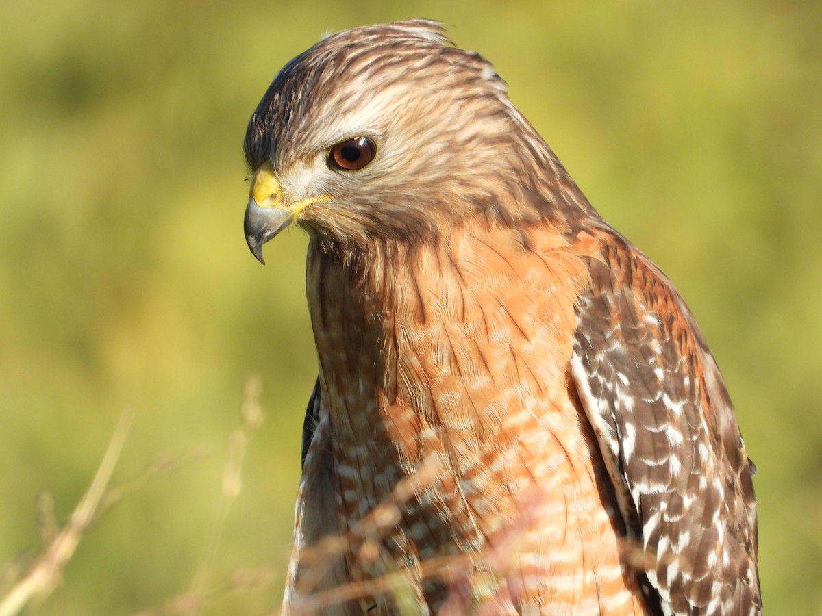 Red-shouldered Hawk - ML645472672