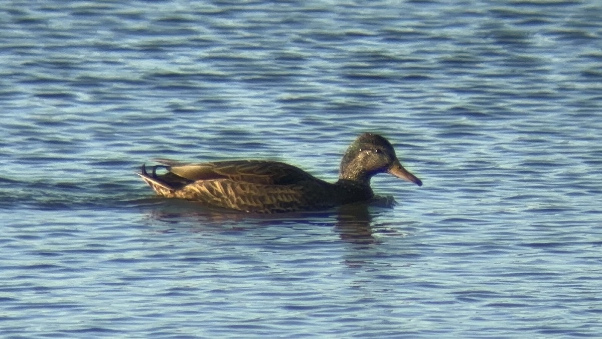 Mallard x American Black Duck (hybrid) - ML645472673