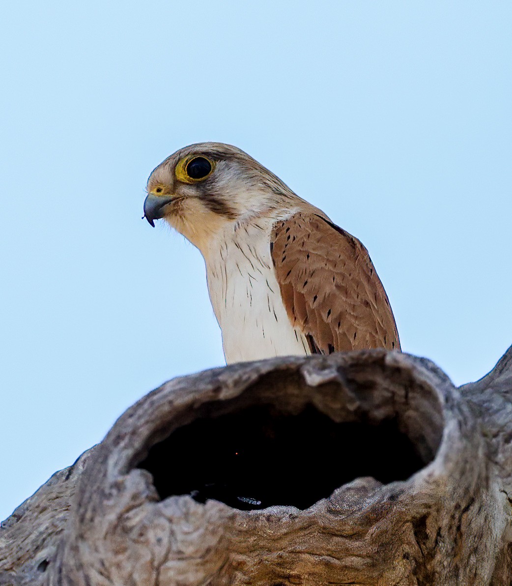 Nankeen Kestrel - ML645472674