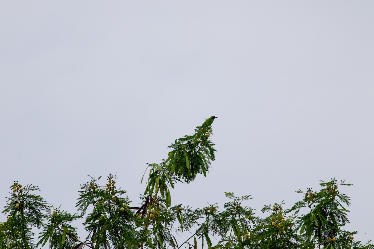 gyllenpannebladfugl - ML645472675