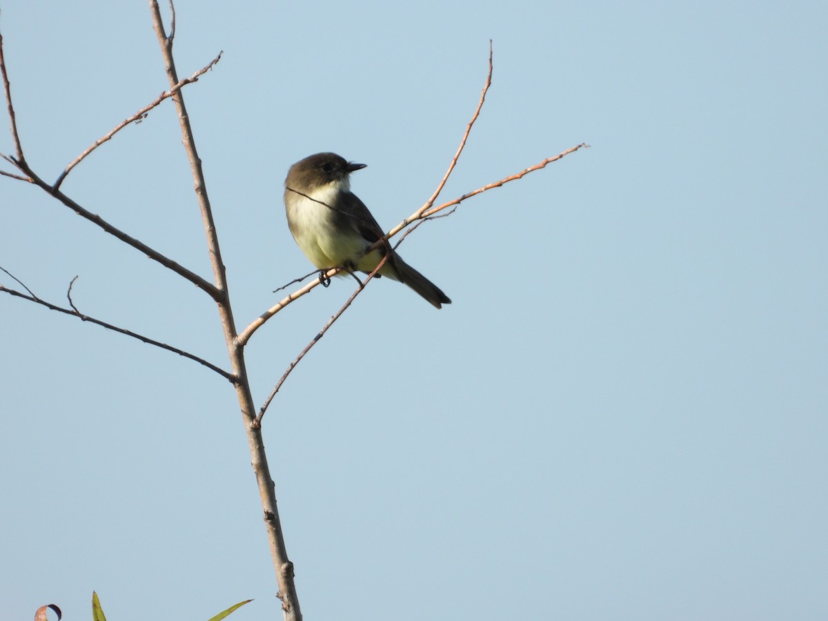Eastern Phoebe - ML645472677