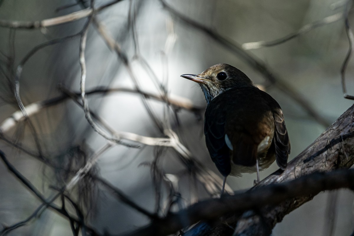 קיכלי חלוד-זנב - ML645472678