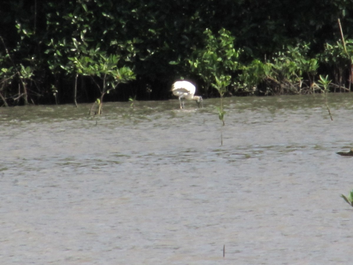 Американский клювач - ML645472691