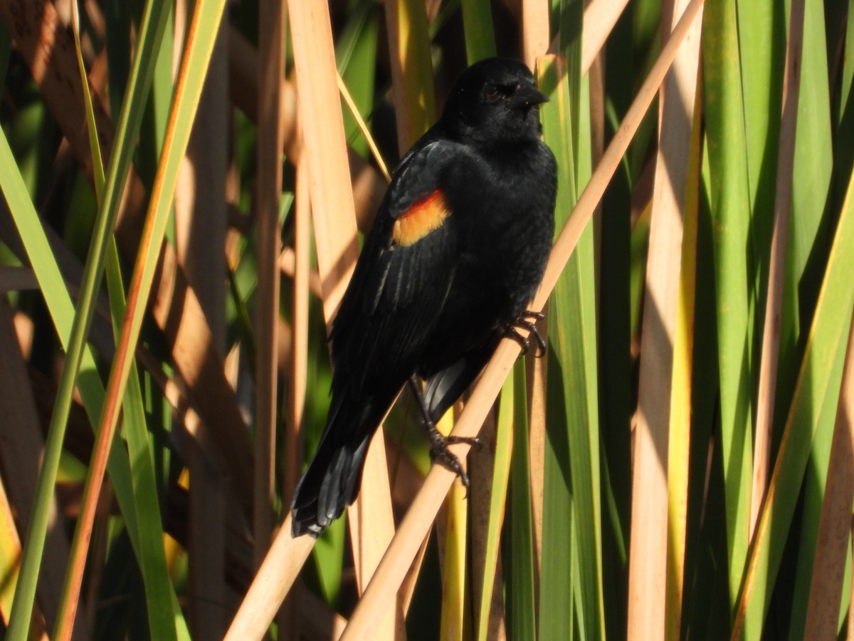 Красноплечий трупиал - ML645472695