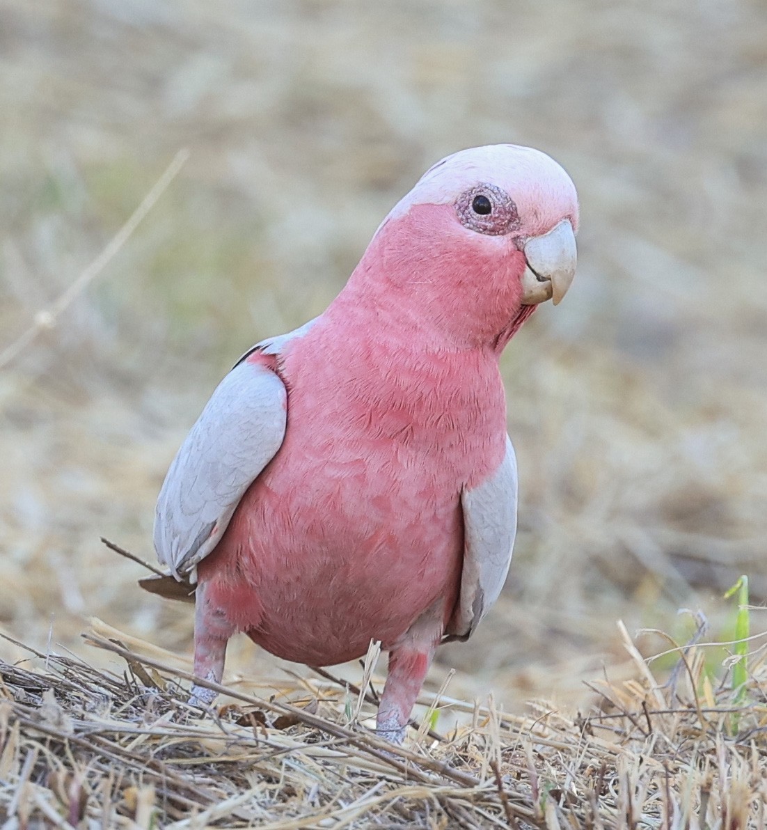 Розовый какаду - ML645472698