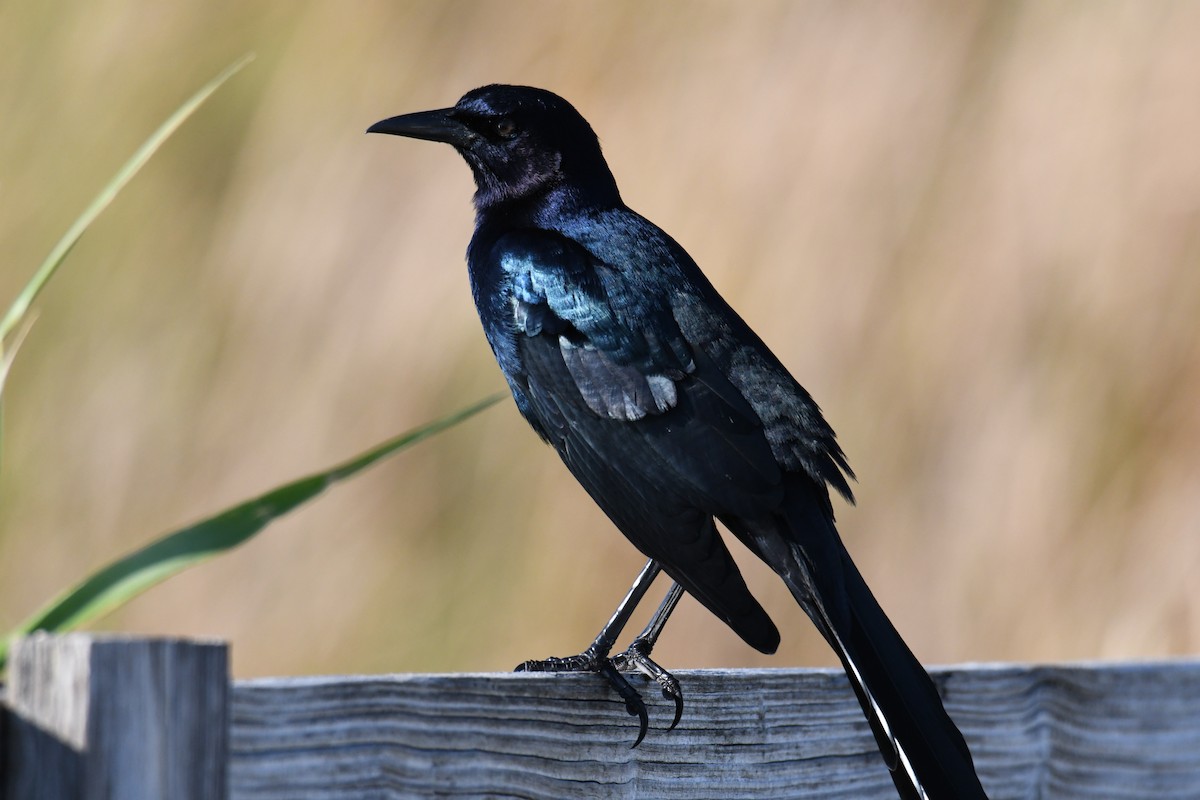 Лодкохвостый гракл - ML645472699