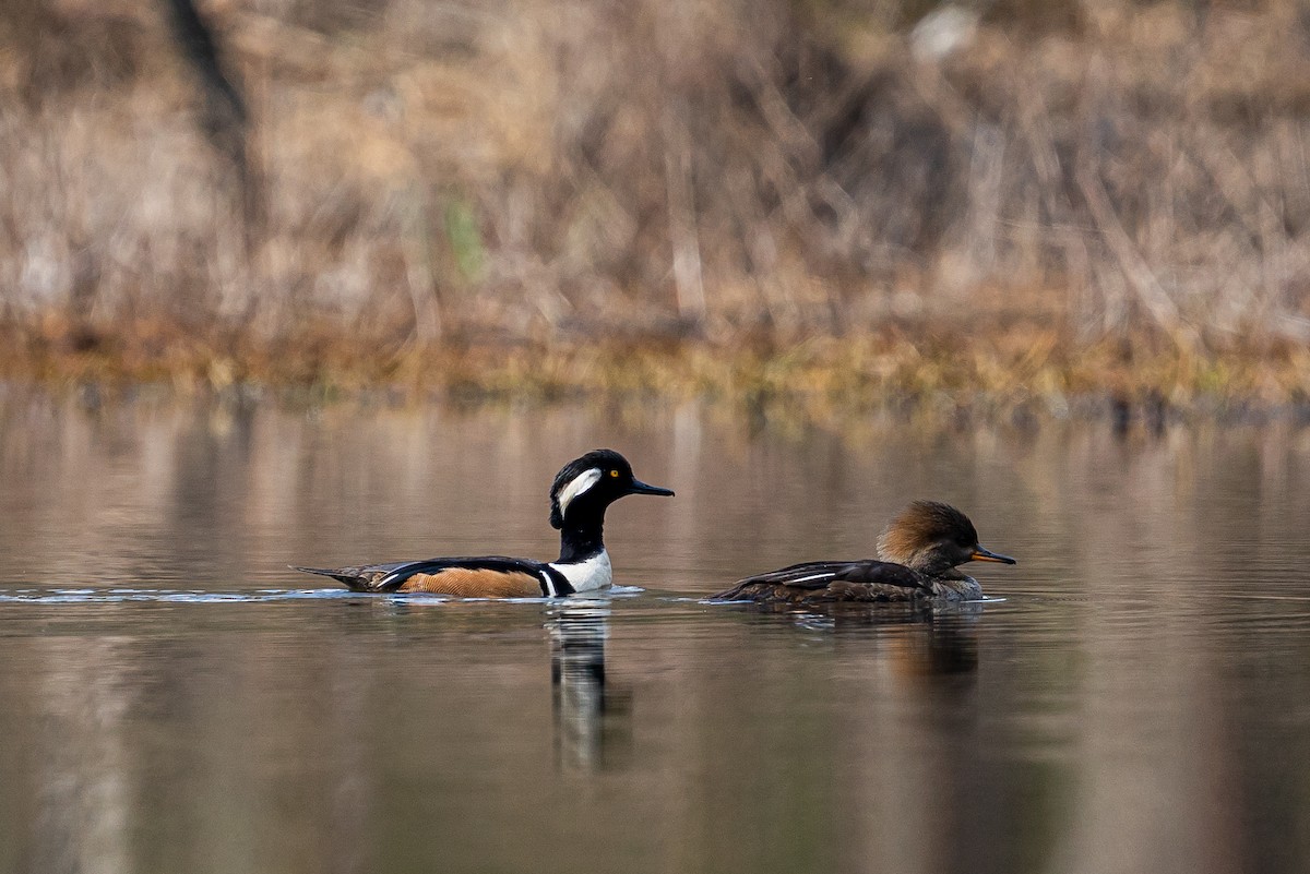 Капюшоновый крохаль - ML645472701