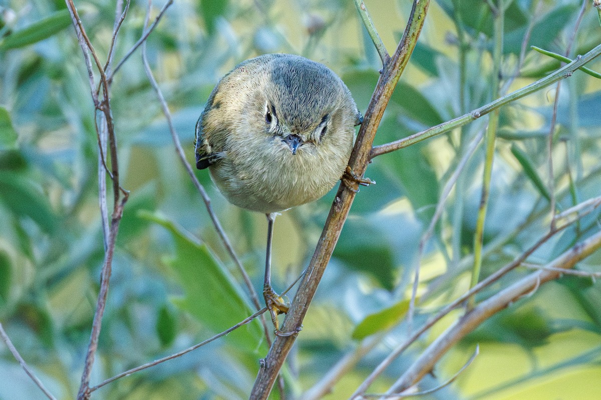 Рубиноголовый королёк - ML645472703