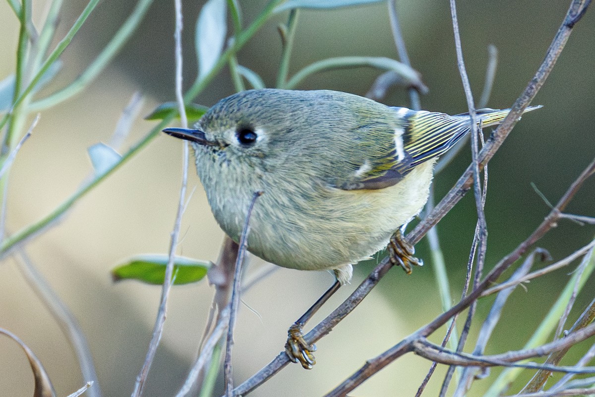 Рубиноголовый королёк - ML645472704