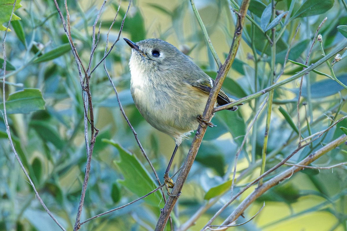 Рубиноголовый королёк - ML645472705