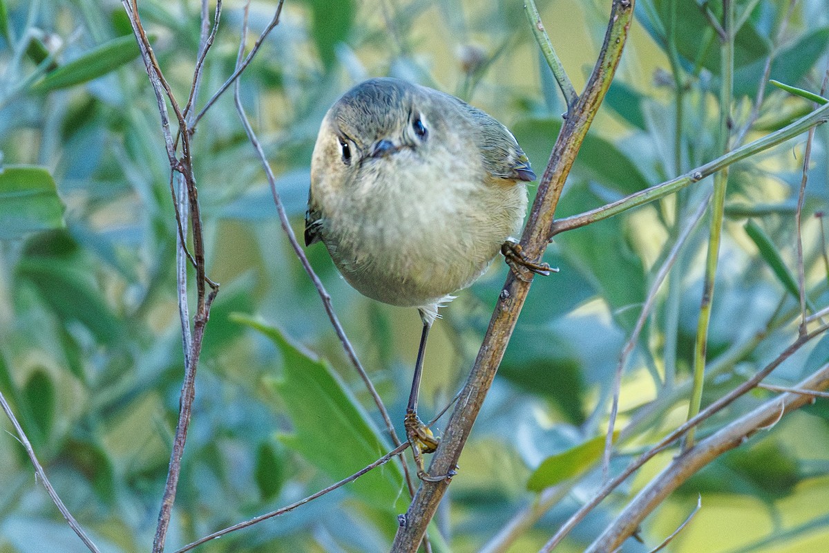 Рубиноголовый королёк - ML645472706