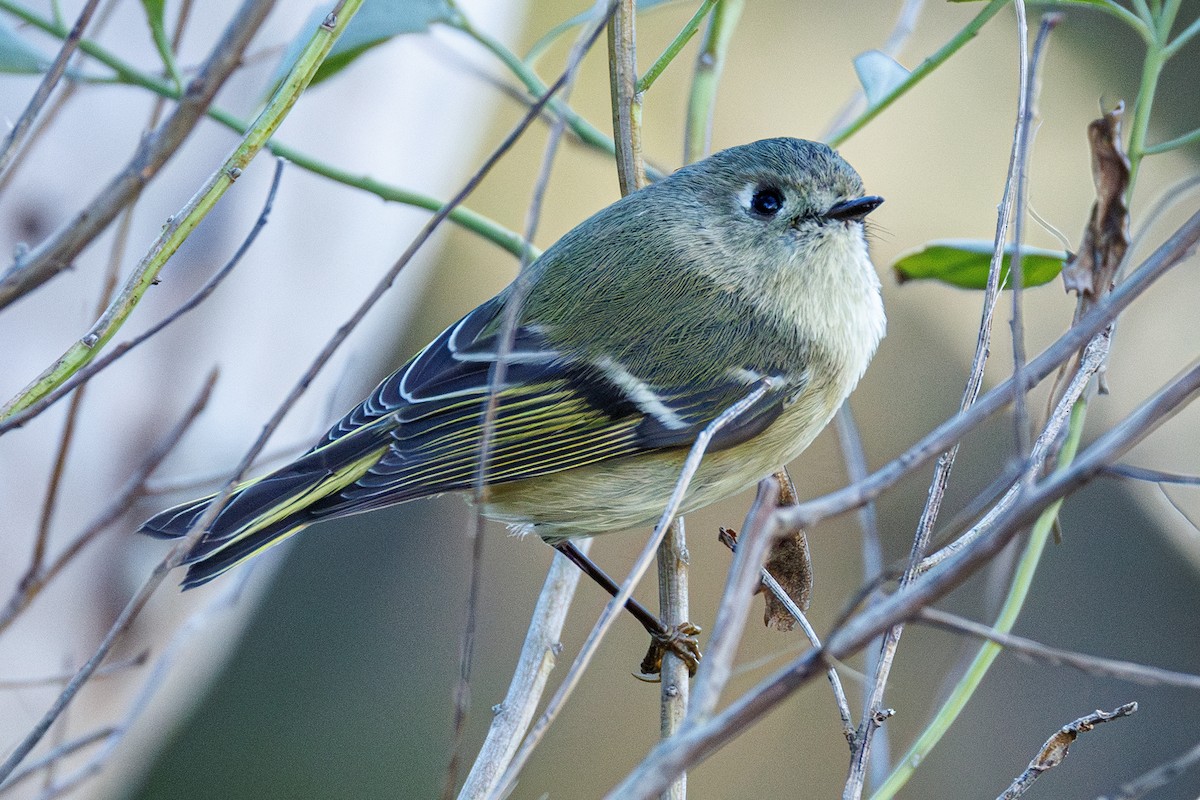 Рубиноголовый королёк - ML645472707