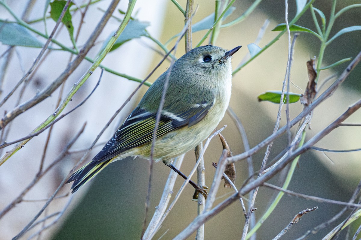 Рубиноголовый королёк - ML645472708