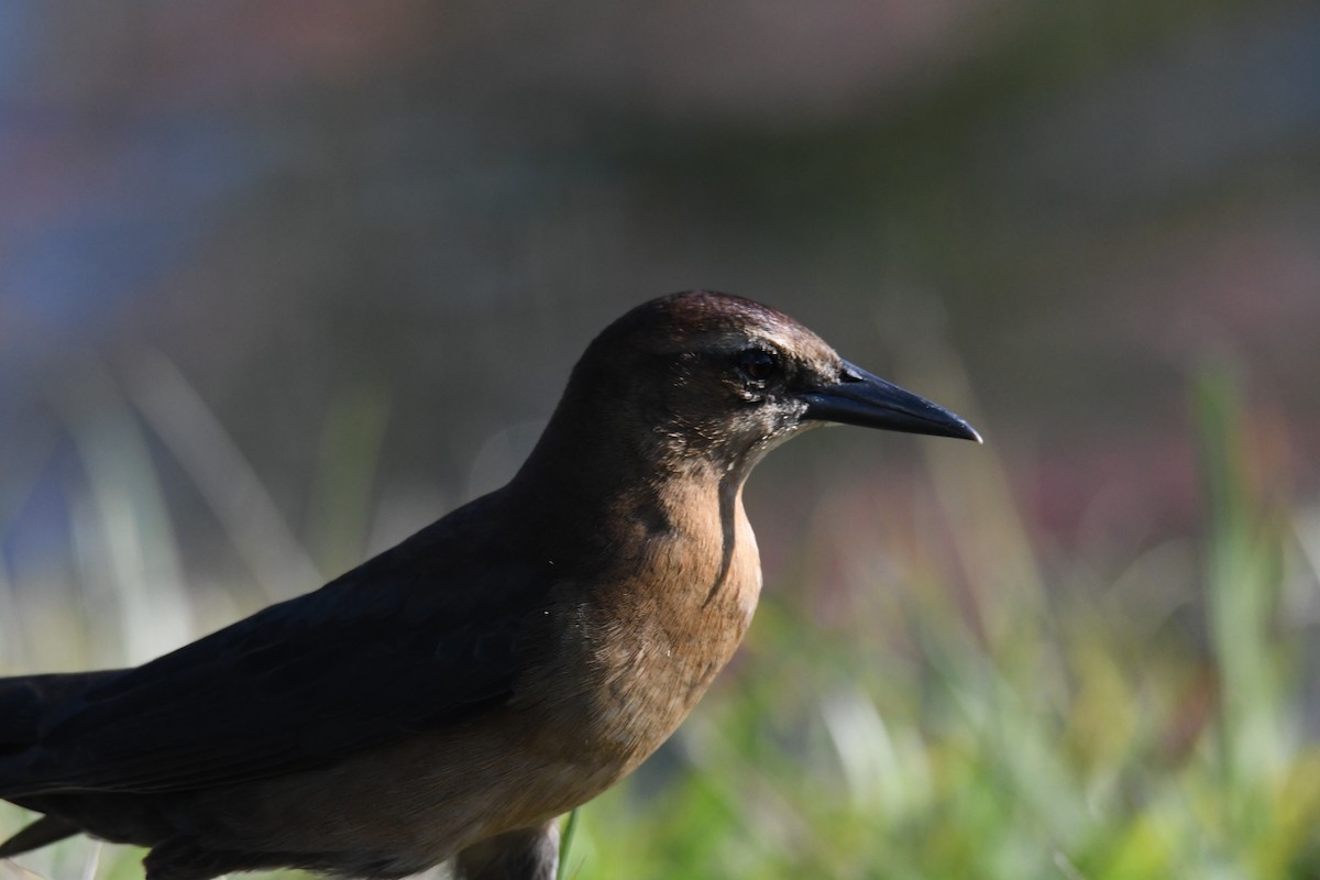 Лодкохвостый гракл - ML645472709