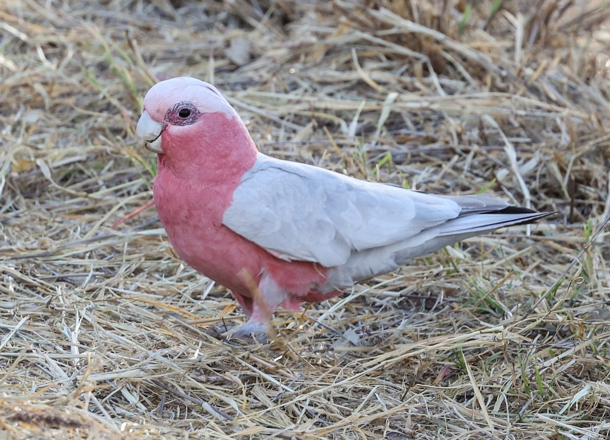 Розовый какаду - ML645472710