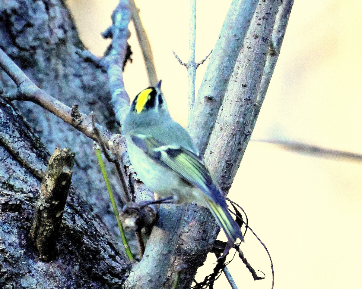 Золотоголовый королёк - ML645472711