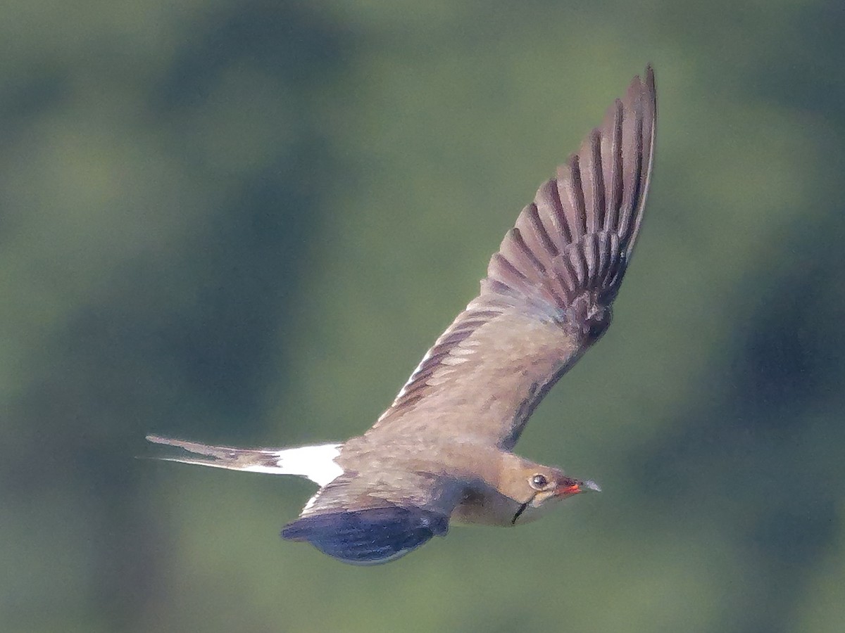 Луговая тиркушка - ML645472712