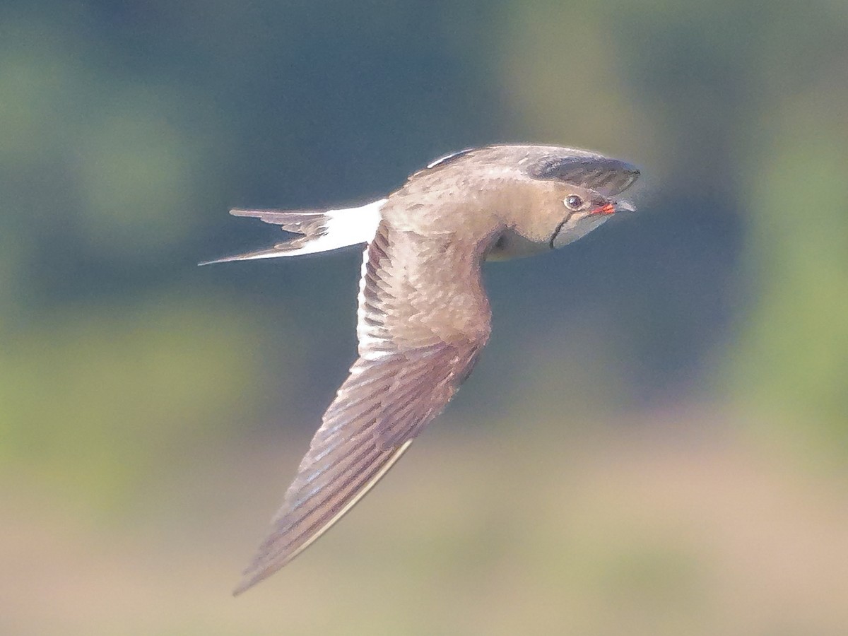 Луговая тиркушка - ML645472713