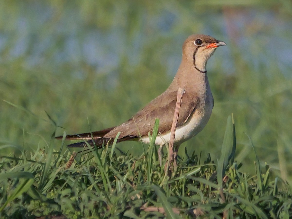 Луговая тиркушка - ML645472714