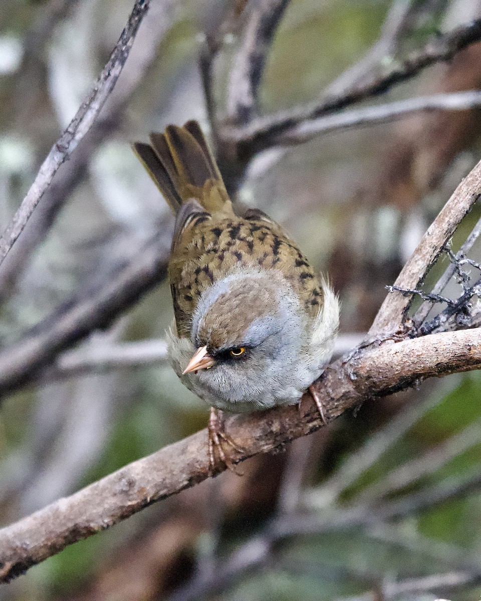 Пёстрый юнко - ML645472715