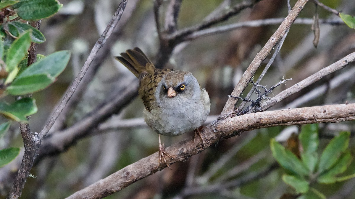 Пёстрый юнко - ML645472716