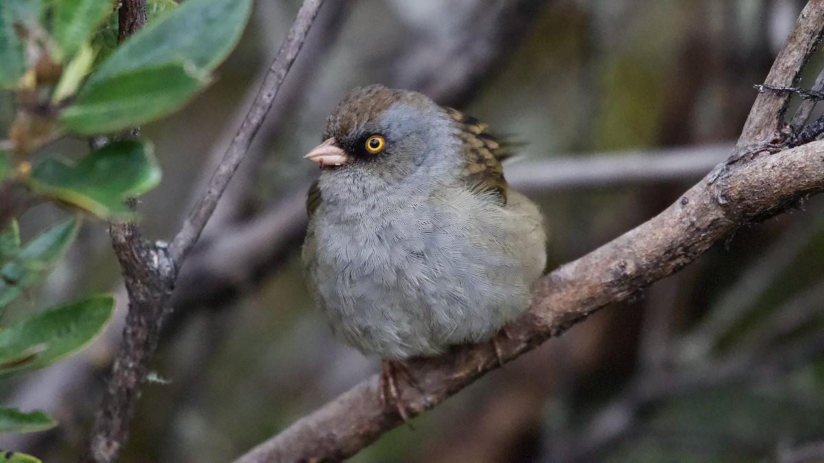 Пёстрый юнко - ML645472717