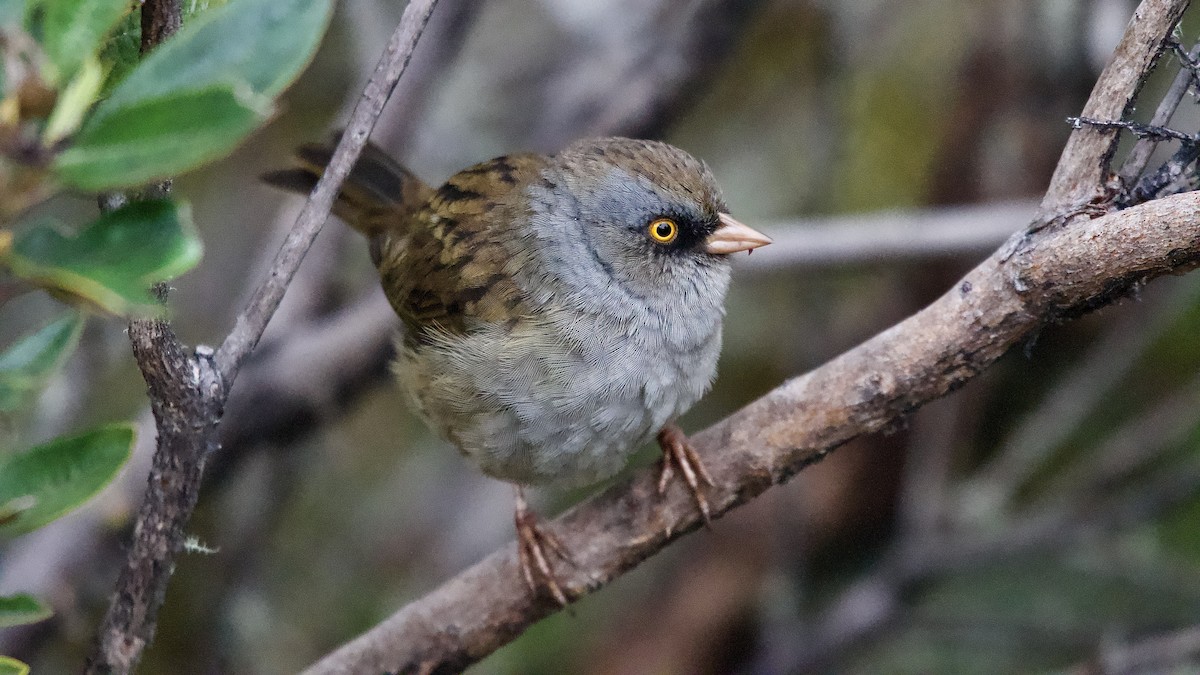 Пёстрый юнко - ML645472718