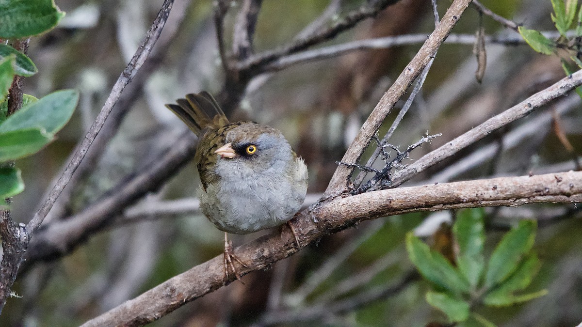 Пёстрый юнко - ML645472719