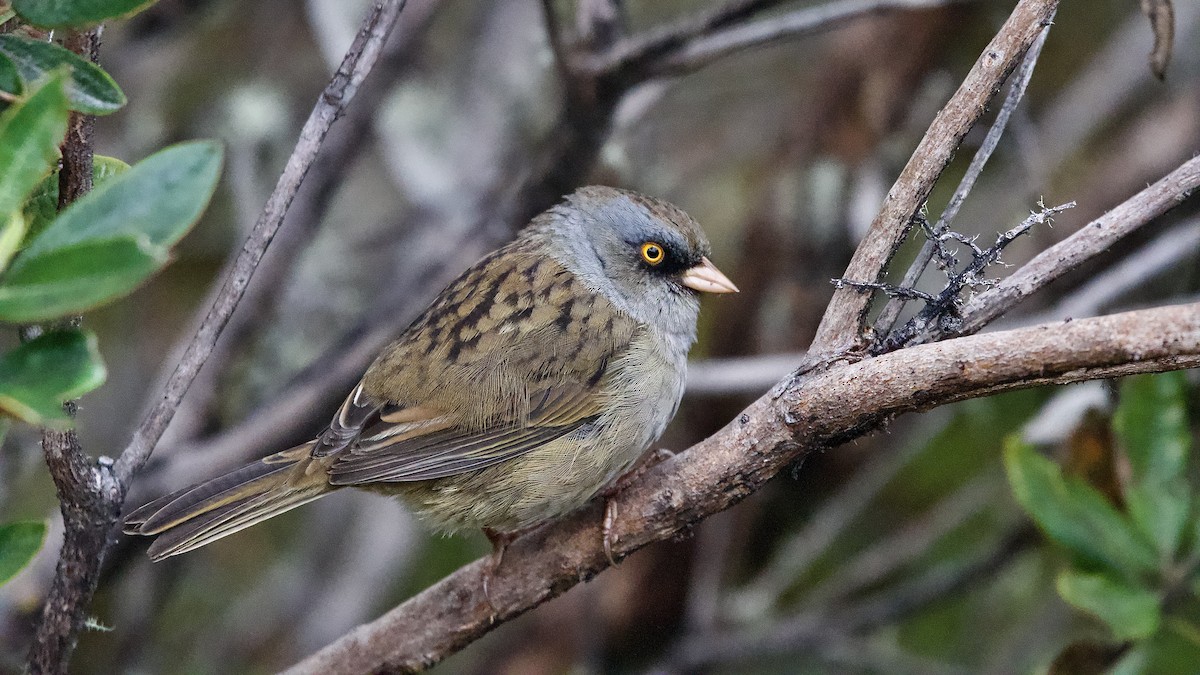 Пёстрый юнко - ML645472720