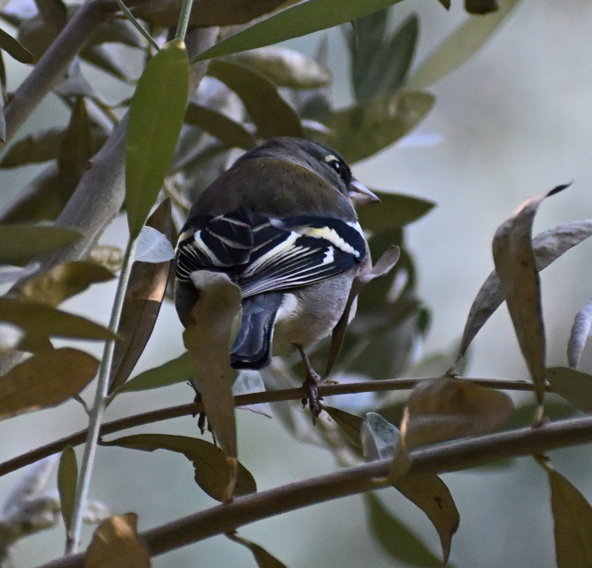 African Chaffinch (African) - ML645472721